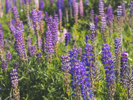 purple lupins flowers in field. Bright blue and purple lupins. Horizontal shot Cottagecore and farmcore concept.