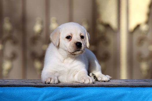 the little labrador puppy on a blue background