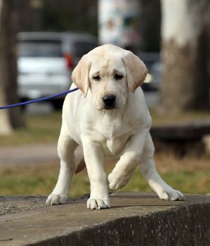 a yellow labrador playing in the park