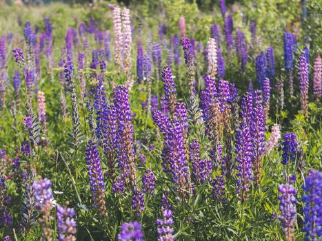 purple lupins flowers in field. Bright blue and purple lupins. Horizontal shot Cottagecore and farmcore concept.
