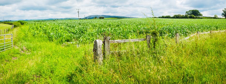 Panorama of young corn plants in field on the blue sky UK