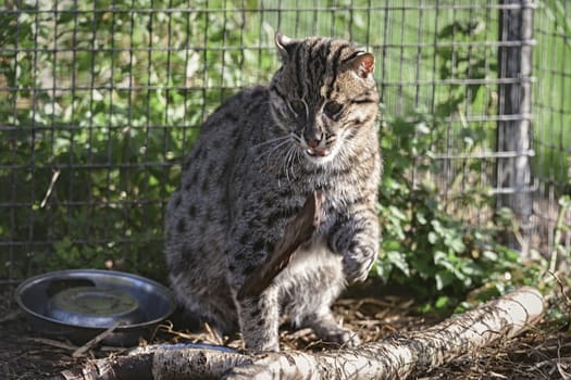 UK, Welwyn - October 2017: Eurasian Wildcat Playing With A Stick In Captivity	