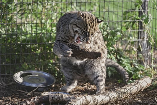 UK, Welwyn - October 2017: Eurasian Wildcat Playing With A Stick In Captivity	