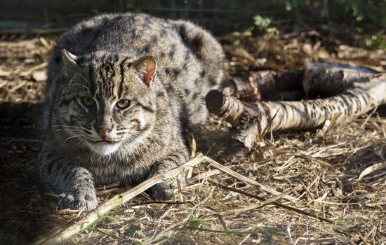 UK, Welwyn - October 2017: Eurasian Wildcat Sunbathing In Captivity