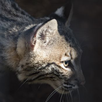 UK, Welwyn - October 2017: Young Bob Cat in captivity -  close up