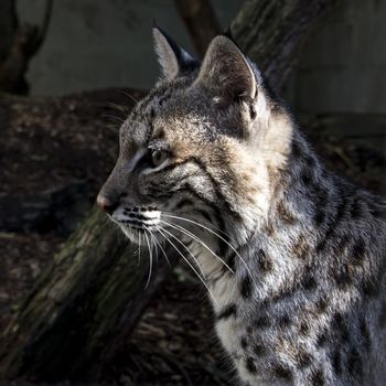 UK, Welwyn - October 2017: Young Bob Cat in captivity -  close up