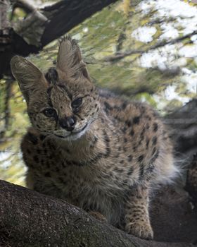 UK, Welwyn, Cat Survival Trust - October 2015: Serval cat in captivity