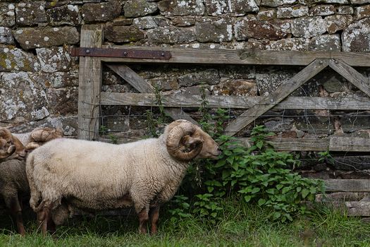 Horned Portland Sheep standing near weathered wooden farm gate