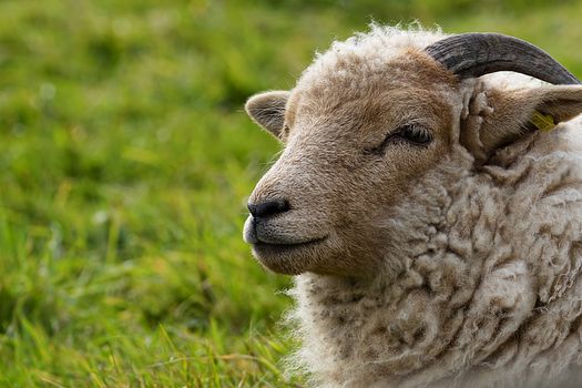 Horned Portland Sheep portrait