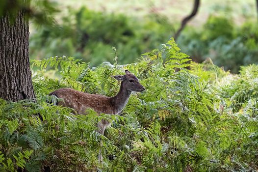 Free roaming deer at the country park