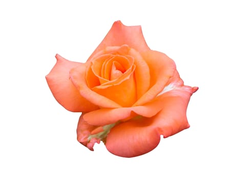 Beautiful sweet orange rose bud flower isolated on white background, love and romantic concept