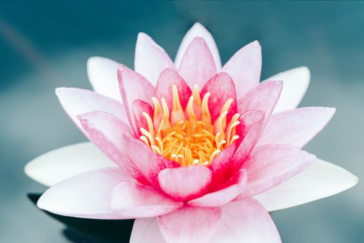 Close up pink lotus flower plant with green leaves, selective focus