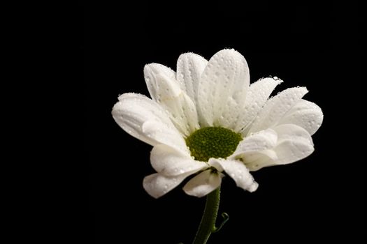 White daisy flower isolated on a black background
