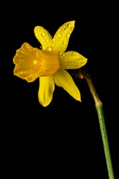 Single yellow daffodil flower isolated on a black background