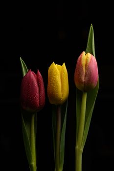 Tulip flowers isolated on a black background