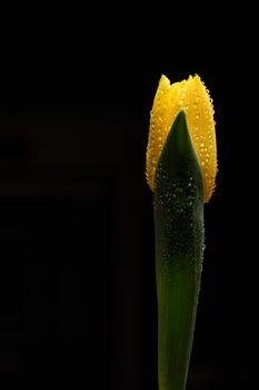 yellow Tulip flower isolated on a black background