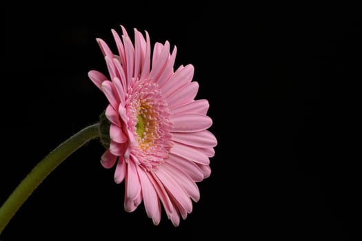 Beautiful Pink Gerbera flower on a black background