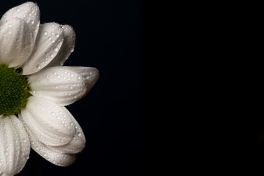 White daisy flower isolated on a black background