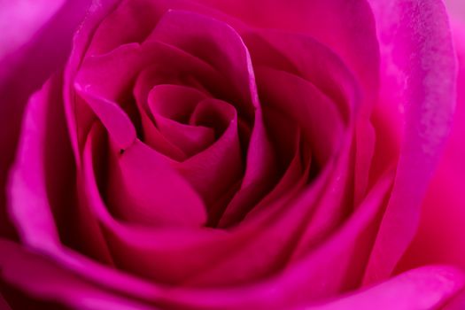 Single pink rose flower isolated on a black background