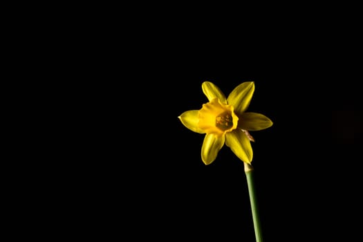 Single yellow daffodil flower isolated on a black background