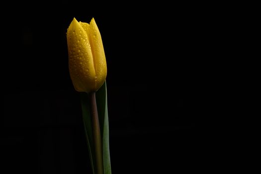 Single yellow Tulip flower isolated on a black background