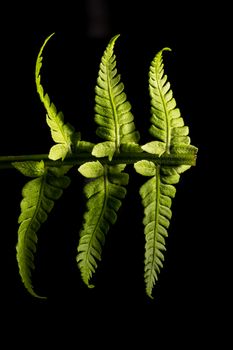 Green fern plant isolated on a black background