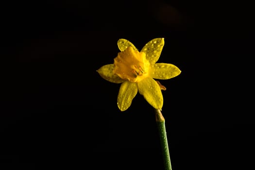 Single yellow daffodil flower isolated on a black background