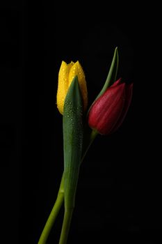 Tulip flowers isolated on a black background