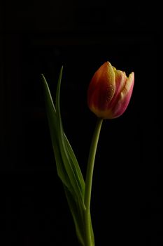 Tulip flowers isolated on a black background