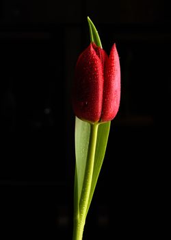 single red Tulip flower isolated on a black background