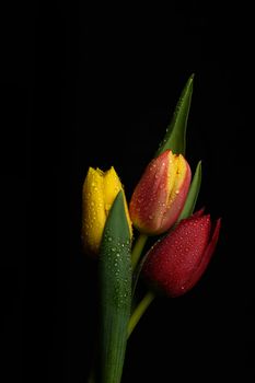 Tulip flowers isolated on a black background