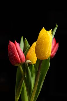 Tulip flowers isolated on a black background