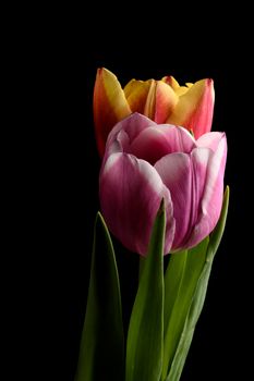 Tulip flowers isolated on a black background