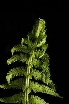 Green fern plant isolated on a black background
