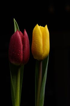 Tulip flowers isolated on a black background