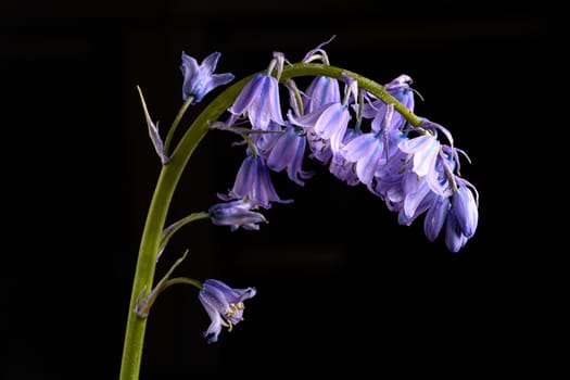 Bluebell flowers isolated on a black background