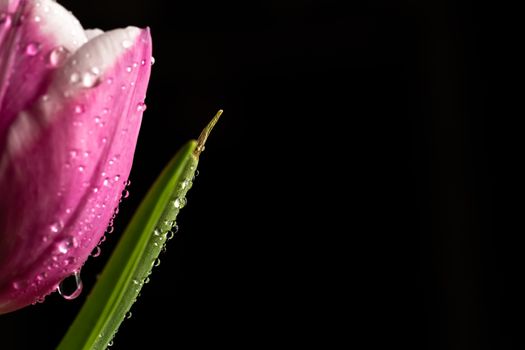 Single Pink Tulip flower isolated on a black background