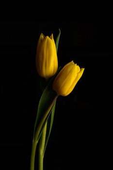 Yellow Tulip flowers isolated on a black background