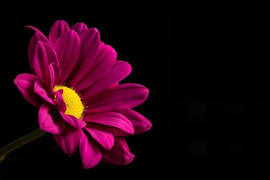 Pink Daisy Flower isolated on a black background
