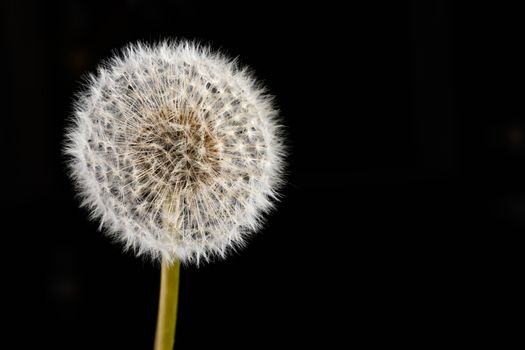 Dandelion Seed head isolated on a black background