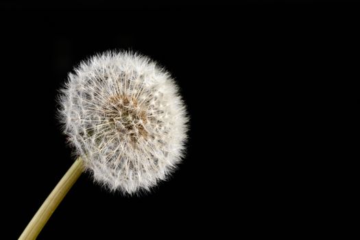 Dandelion Seed head isolated on a black background