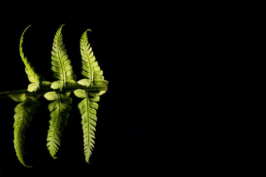 Green fern plant isolated on a black background