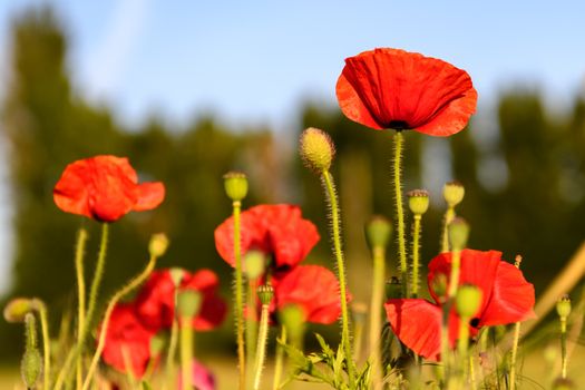 Field of poppies in Springtime