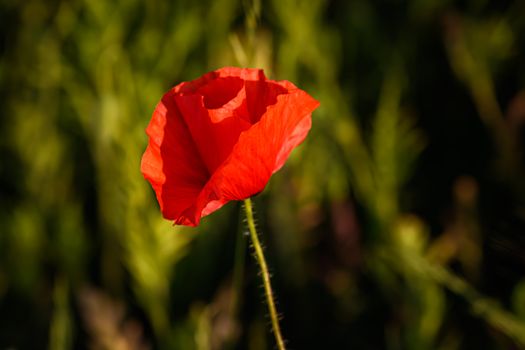 Field of poppies in Springtime