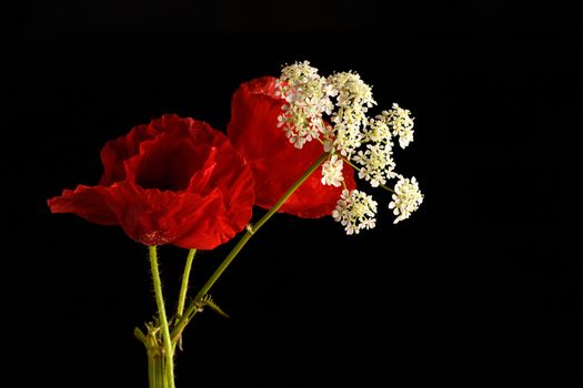 Red poppy flower isolated on a black background