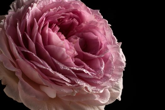 Close up of a beautiful ping rose with black background