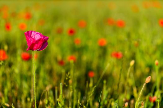 Field of poppies in Springtime