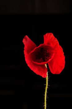 Red poppy flower isolated on a black background