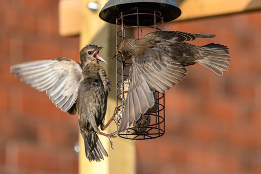 Starlings birds on a bird feeder