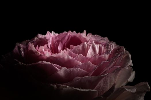 Close up of a beautiful ping rose with black background